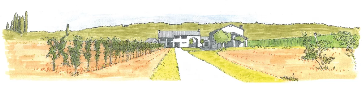 Disegno della cantina Vini Costa