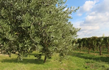 Immagine ulivo