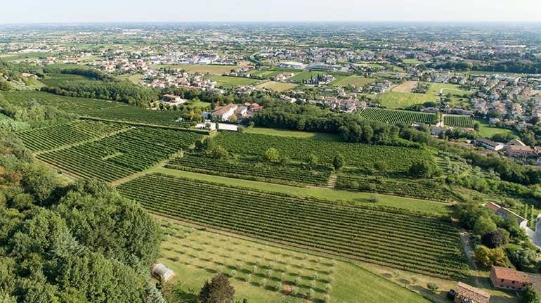 Immagine vista dei vigneti