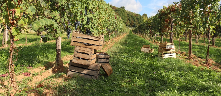 Vitigno Rosso del Bosco